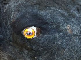 Stierkopf Detail.jpg