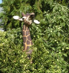 Giraffenkopf 2008.jpg