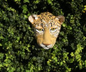 Leopardenkopf 2008.jpg